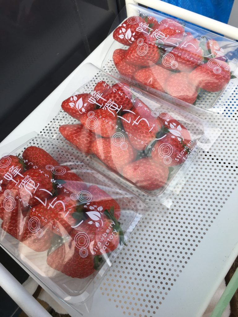 草津の新しいブランドいちごが誕生！草津川跡地公園に「蜂蜜いちご農園